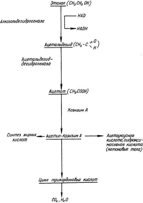 схема окислення етилового спирту в печінки