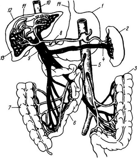 схема печінкового кровообігу