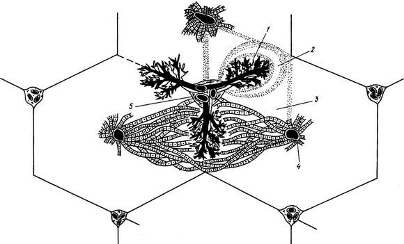 перетворення етилового алкоголю в печінці