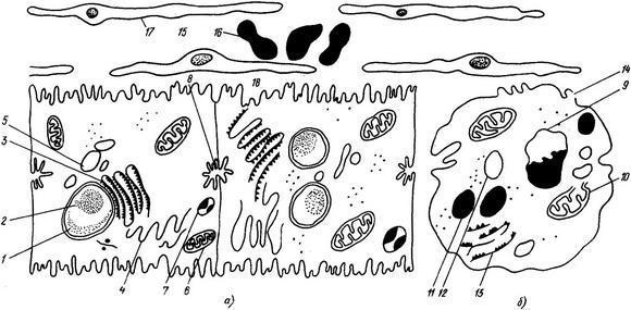 структура печінкової клітини гепатоцита