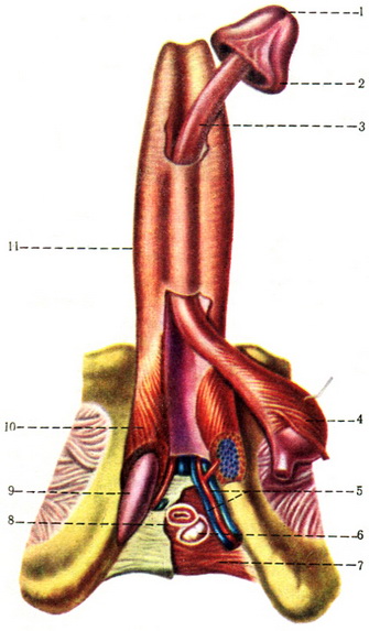 печеристі та губчасте тіла статевого члена і сечовипускального каналу