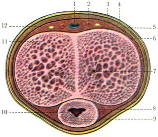 поперечний розріз статевого члена