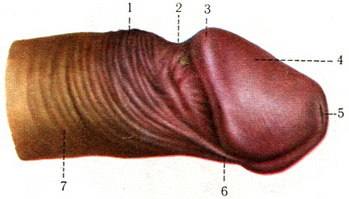 статевий член penis