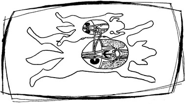 схема перехресного кровообігу