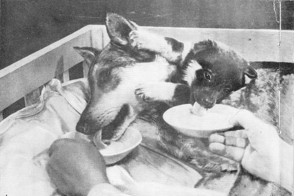 пересадка другий голови собаці