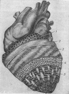 будова епікарда