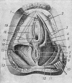 жіноча промежину