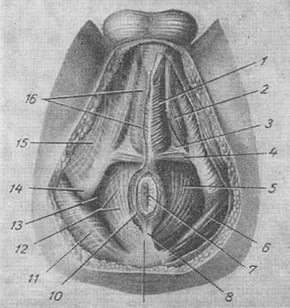 м'язи і фасції чоловічий промежини