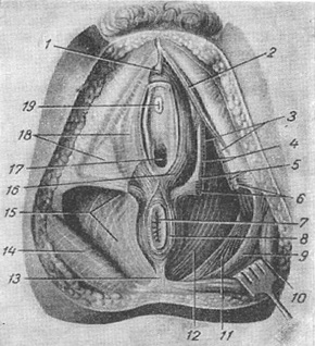 м'язи і фасції жіночої промежини