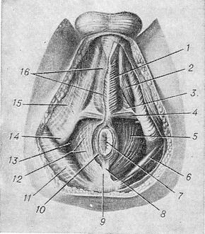 чоловіча промежину