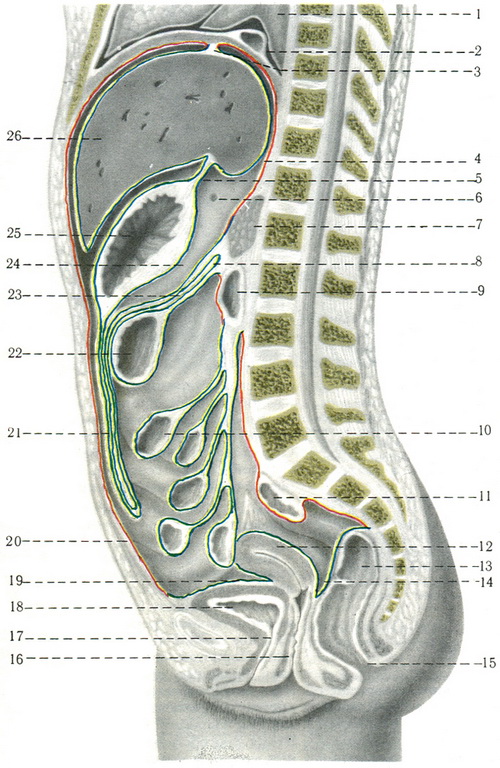 розташування вісцерального та парієтального листків очеревини