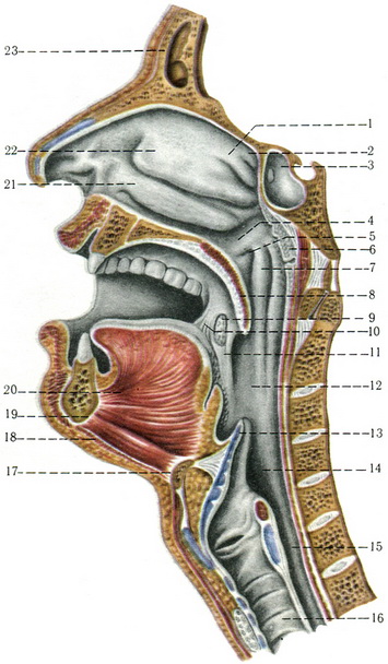 порожнину носа, рота, глотки, гортані і трахеї