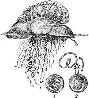 гидромедуза фізалія