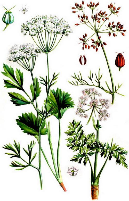 аніс звичайний