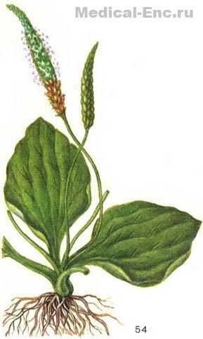 подорожник великий