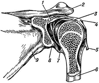 плечовий суглоб