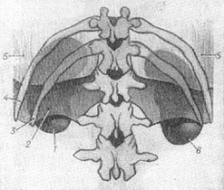 скелетотопія нирки