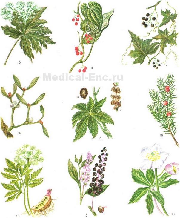 отруйні рослини