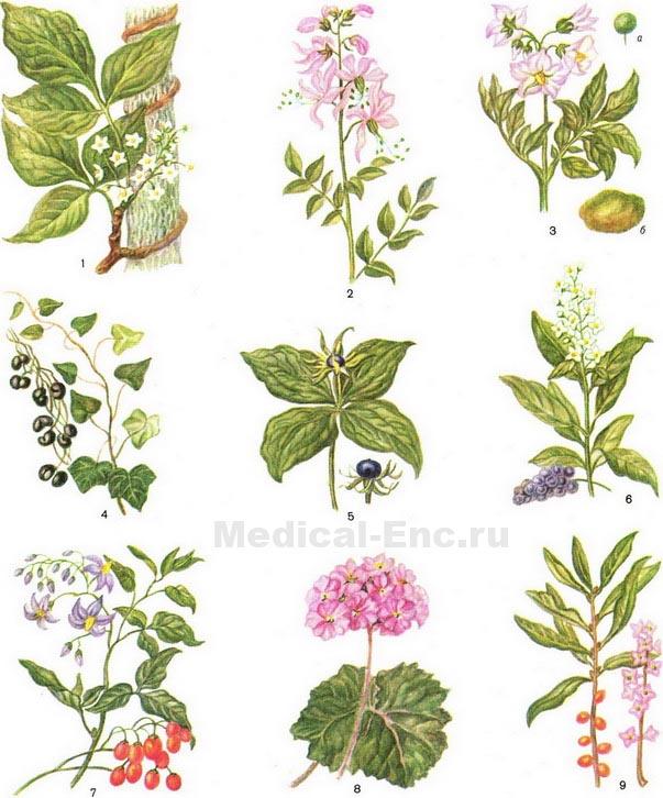 отруйні рослини