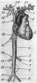 система порожнистих вен