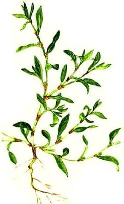 горець пташиний