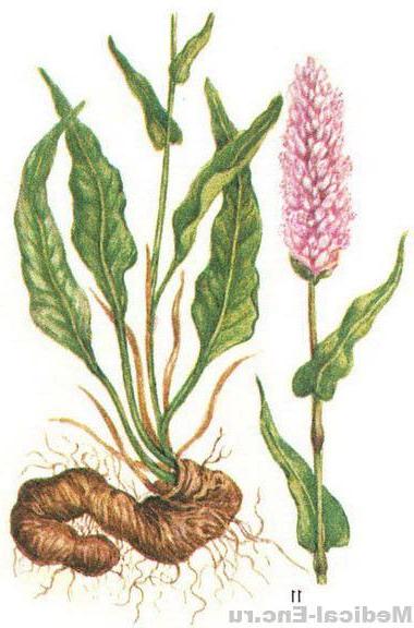 горець зміїний (змійовик)