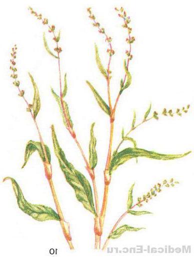 гірчак перцевий (водяний перець)