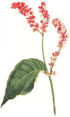 горець почечуйний