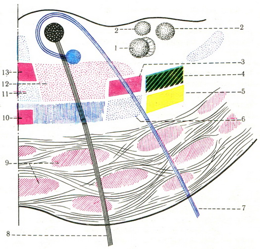 схема розташування провідних шляхів і ядер на поперечному розрізі мосту
