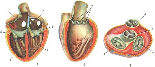 здорове серце