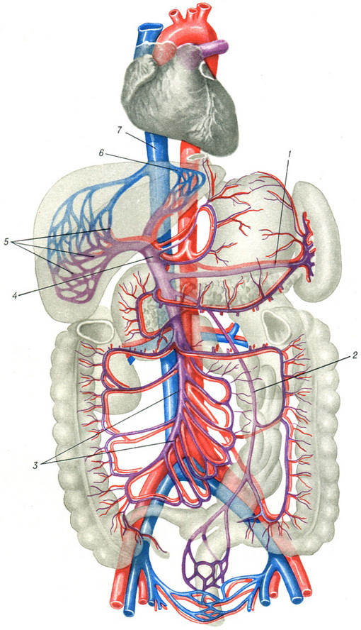 схема портального кровообігу