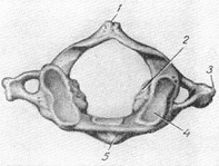 I шийний хребець