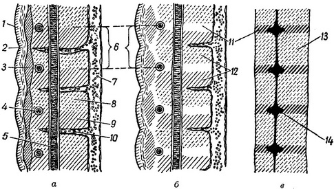 схема розвитку хребта