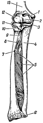 кістки передпліччя