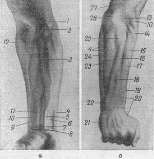 зовнішні орієнтири передпліччя