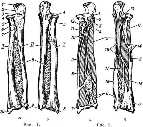 кістки і м'язи передпліччя