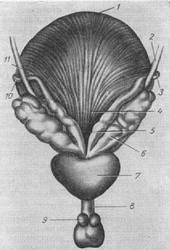 передміхурова залоза