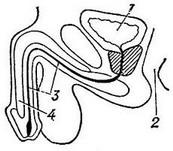 передміхурова залоза простата