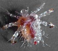 лобкова воша