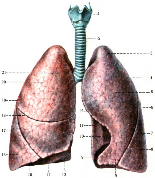 гортань трахею та легені спереду
