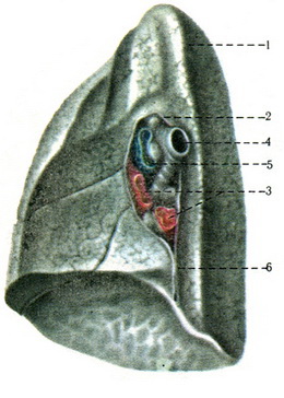 медіастинальна поверхню і корінь правої легені