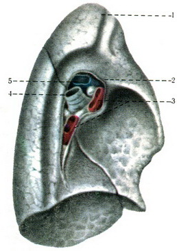 медіастинальна поверхню і корінь лівої легені