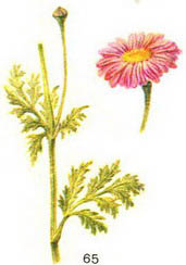 піретрум м'ясо - червоний