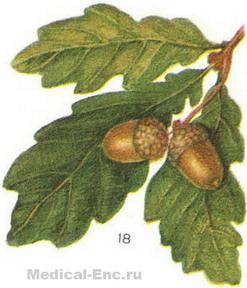 дуб звичайний