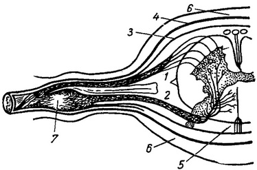 поперечний переріз спинного мозку