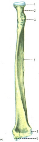 променева кістка radius