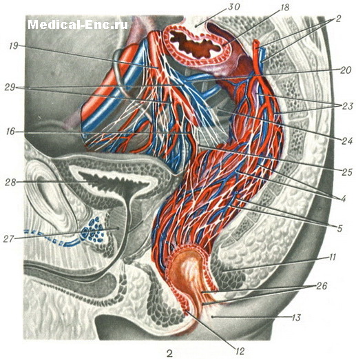 пряма кишка будова