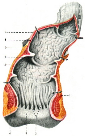 пряма кишка анатомія