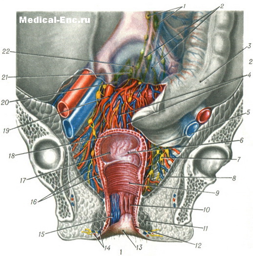 пряма кишка анатомія