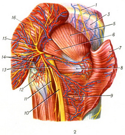 м'язи сідничної області